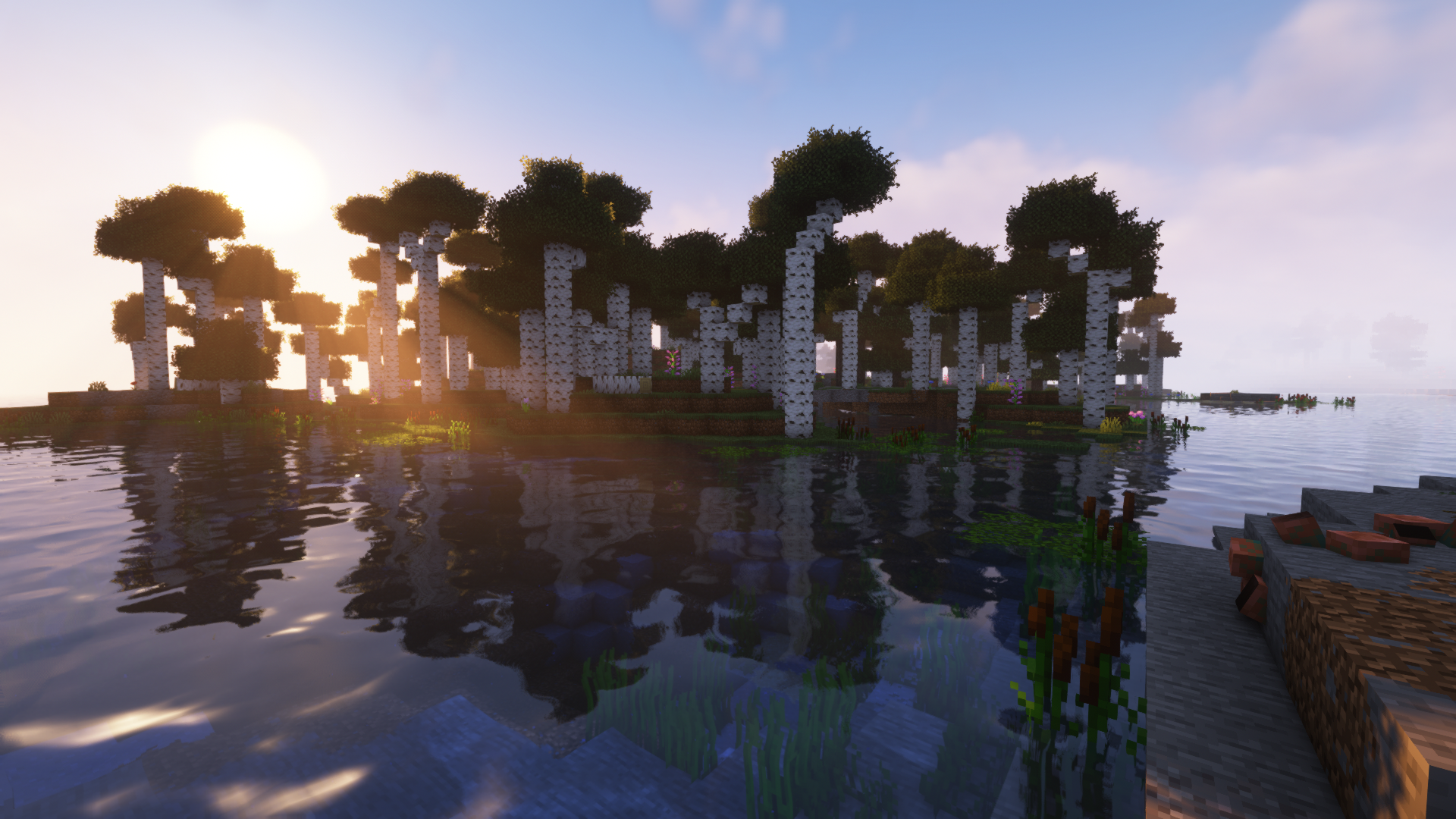 一片美丽的白桦林