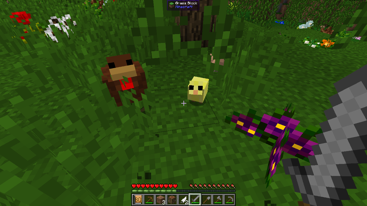 一只小鸡，真可爱